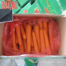 cenouras frescas com embalagem vegetal cenoura fresca